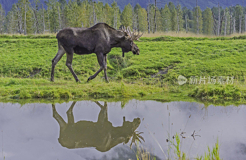 驼鹿，Alces Alces，是鹿家族中现存最大的物种。基奈半岛,阿拉斯加。雄性，鹿角大，天鹅绒脱落。